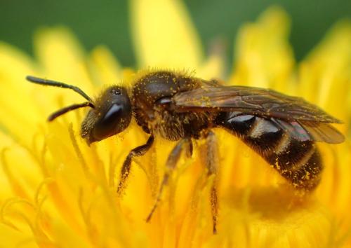 Réf. 316 085 : Lasioglossum sp.